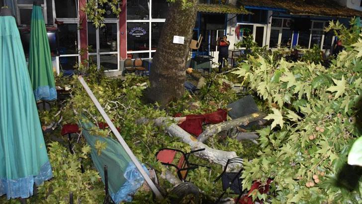 Asırlık çınar aÄŸacının dalları kopup kahvehanede oturanların üzerine düÅŸtü: 9 yaralı