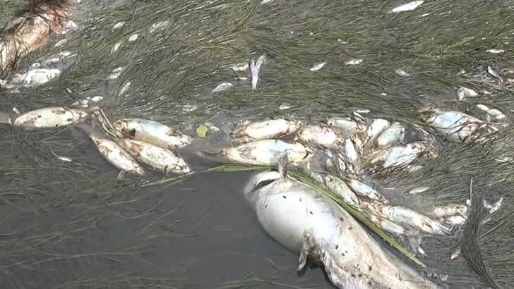 Yeşilırmak'ta balık ölümleri