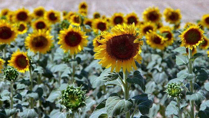 Ayçiçeğinde ön alım fiyatı, ton başına 20 bin lira olarak açıklandı