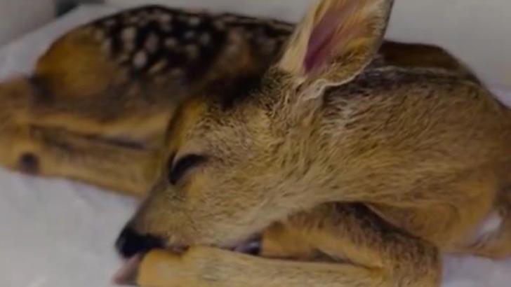 Annesini bulamayan yavru karacaya DKMP ekipleri, sahip çıktı