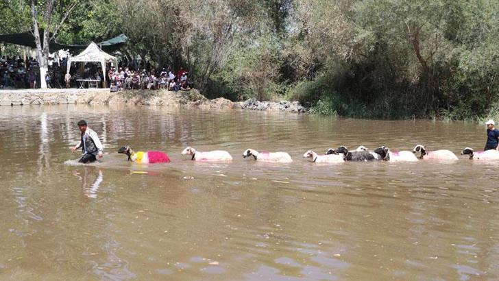 Denizli'de 8 asırlık geleneğin bu yıl 851'incisi düzenlendi; 'taşıma su' ile koyunlar nehirden geçirildi