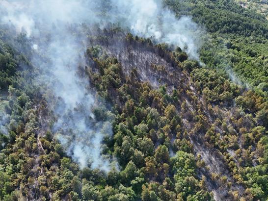 Zonguldak'ta orman yangını (2)