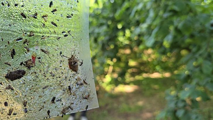 İstilacı kahvrengi kokarcaya karşı 300 bin samuray arısı doğaya salınacak