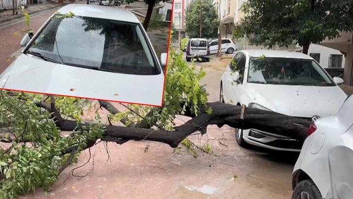 Avcılar'da saÄŸanak yağış sırasında aÄŸaç otomobilin üzerine devrildi