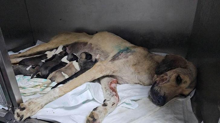 Otomobilin çarptığı hamile köpek doğum yaptı; 8 yavrusundan 1'i öldü