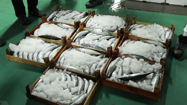 Gürpınar Balık Hali'nde yeni av sezonunun ilk mezatları yapıldı