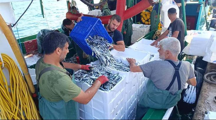 Av yasağı bitti, Foça'da ağlardan hamsi ve sardalya çıktı