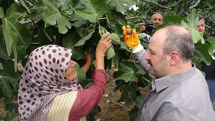 İncir hasadına katılan Varank: Destekler kalktı yalanlarına inanmayın