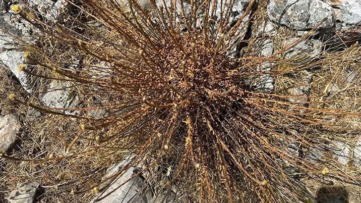 'Ölmez çiçeği'ni koparmanın cezası 387 bin 141 TL