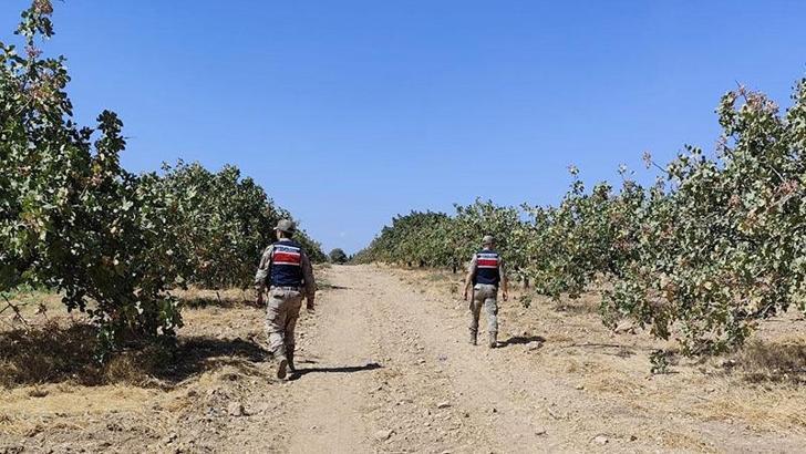 Şanlıurfa’da fıstık hırsızlığına 6 gözaltı