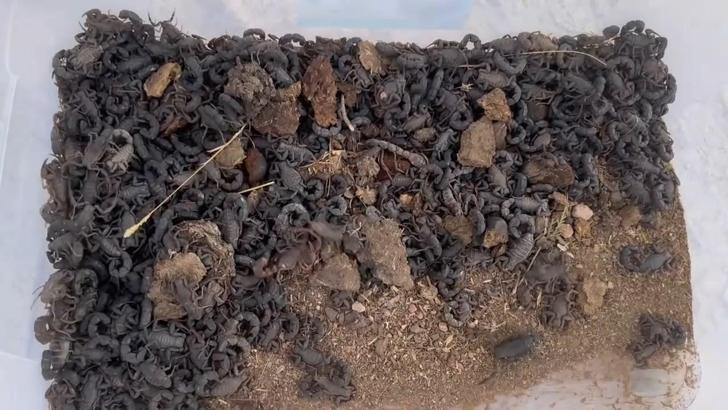 Şanlıurfa'da 270 akrep ele geçirildi