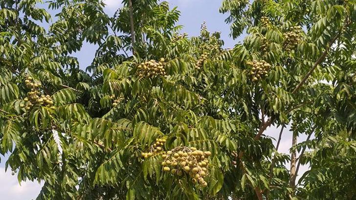 Tropikal bölgelerde yetişen 'sabun cevizi' Akdeniz Bölgesi'ne uyum sağladı
