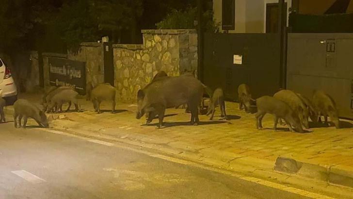 Bodrum'da aç kalan domuzlar ilçe merkezine indi