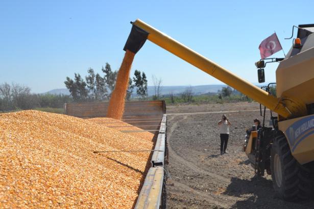 Hatay’da mısır hasadı