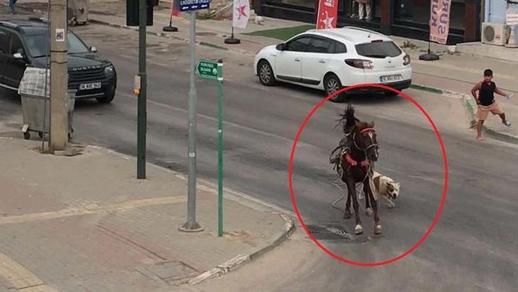 Başıboş pitbull ata saldırdı
