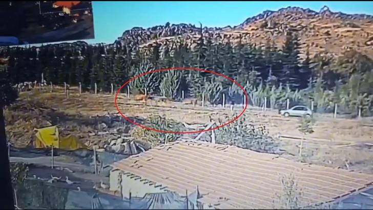 Hayvan hırsızlığına 2 gözaltı
