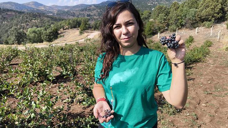 Televizyonda gördüğü aronya bitkisini yetiştirmeye başladı