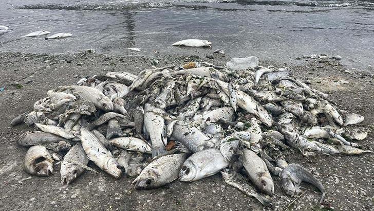 'İzmir Körfezi'nde yağmur sonrası balık ölümleri yaşanmaz'