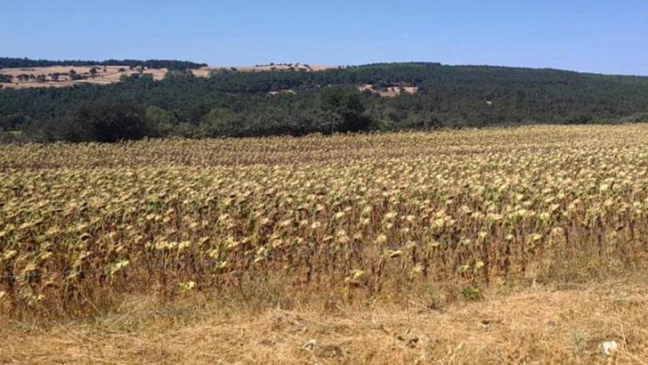 Edirne’de RES projesinin ÇED süreci sonlandırıldı