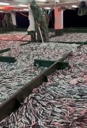 Çanakkale'de gırgır teknesiyle 30 ton 'sardalya' avladılar