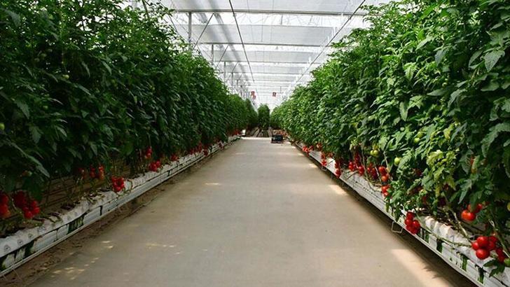 Jeotermal serada klor ve çamaşır suyu karışımıyla temizlik yapıldı; 28 işçi hastanelik oldu