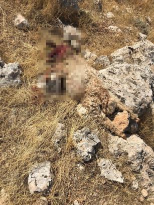 Mardin’de kurtların saldırdığı sürüdeki 15 koyun öldü