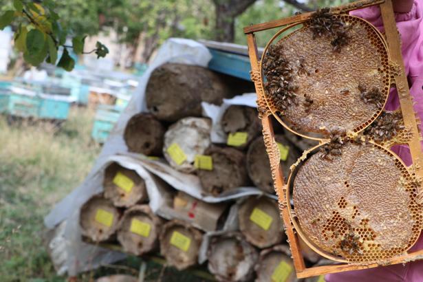 'Pembe maskeli kadınlar' bal hasadına başladı/Ek fotoğraflar
