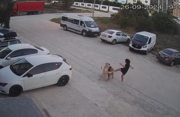 Sokak köpeğinin saldırısına uğrayan köpeğini kurtardı; o anlar kamerada