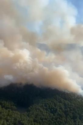 Uşak'ta orman yangını