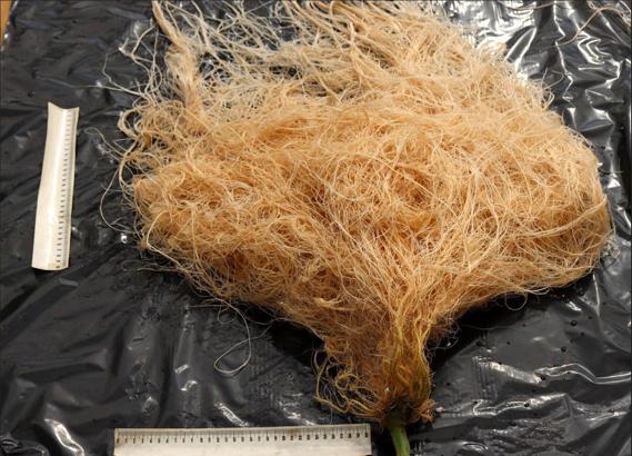 'Cevval' Domates Anacı, Türk tarımına kazandırıldı