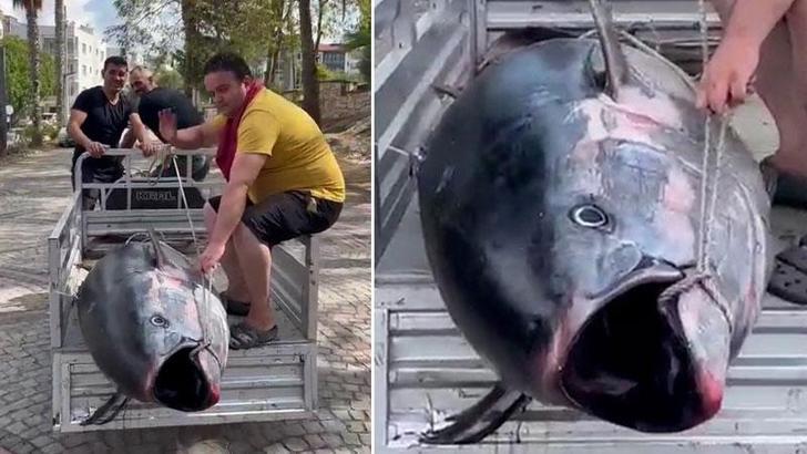 Erdek’te 207 kiloluk orkinos yakalandı