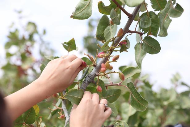 'Toros fıstığı'nda hasat zamanı
