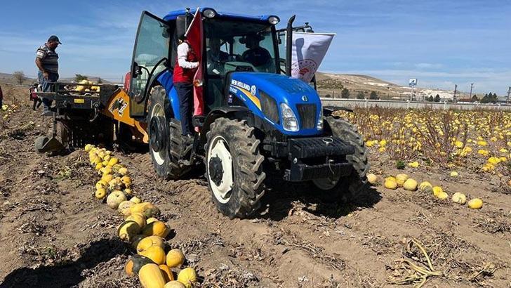 Nevşehir'de çerezlik kabak çekirdeği hasadı başladı