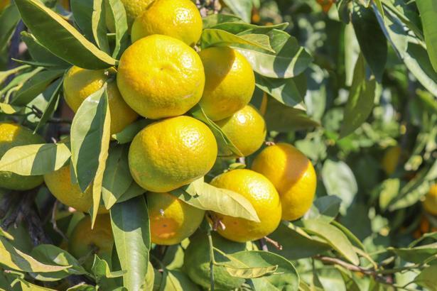 Satsuma mandalina için ilk ihracat TIR'ı 18 Ekim'de yola çıkacak