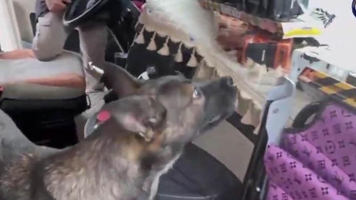 TIR’daki uyuşturucuyu, narkotik köpeği ‘Rita’ buldu