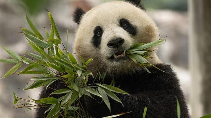 Çin’den ABD’ye iki yeni panda gönderiliyor