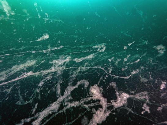 Prof. Dr. Mustafa Sarı: Müsilaj geri döndü