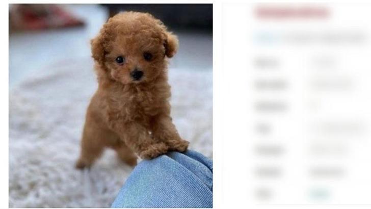 Köpeği boyayıp satan 2 kişiye dolandırıcılık davası