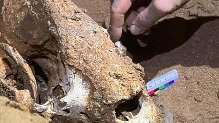 Çin’de 100 bin yıllık panda fosilleri bulundu