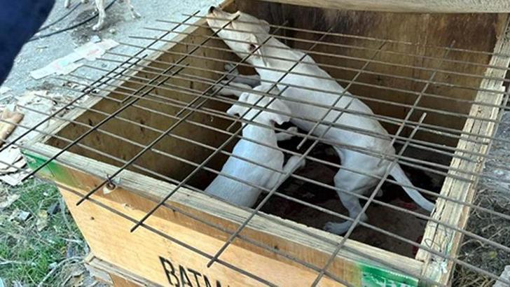 Yasaklı ırk köpek besleyen kişiye 317 bin 544 lira ceza