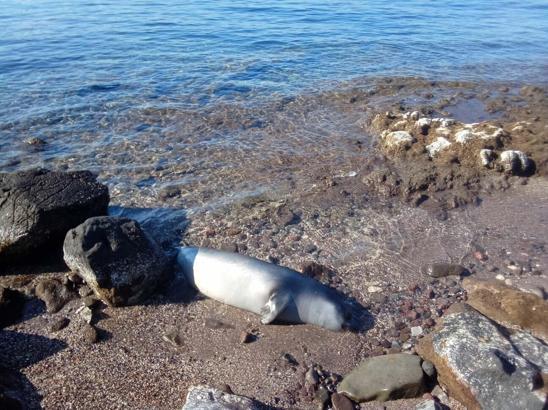 Bodrum'da karaya ölü fok vurdu