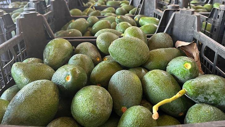 Avokado fiyatı arttı; üretici hırsızlık olaylarından endişeli