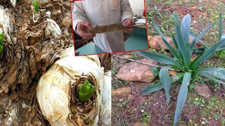 Lağım faresi yayılışına karşı ada soğanından ilaç