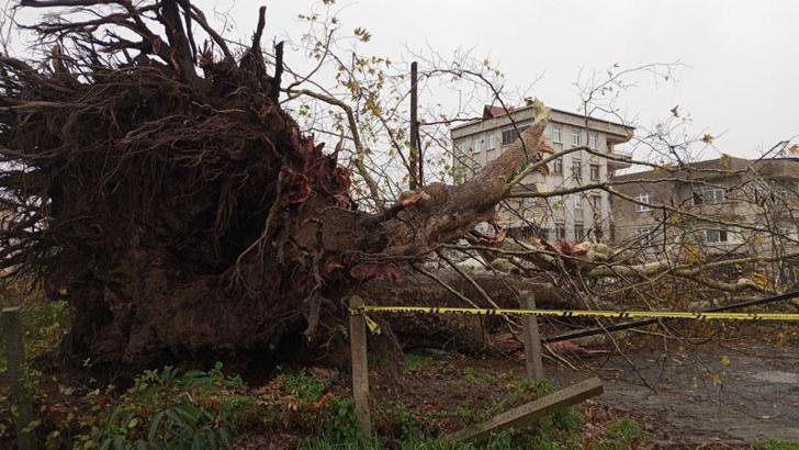 Samsun’da şiddetli rüzgarda 600 yıllık çınar ağacı devrildi