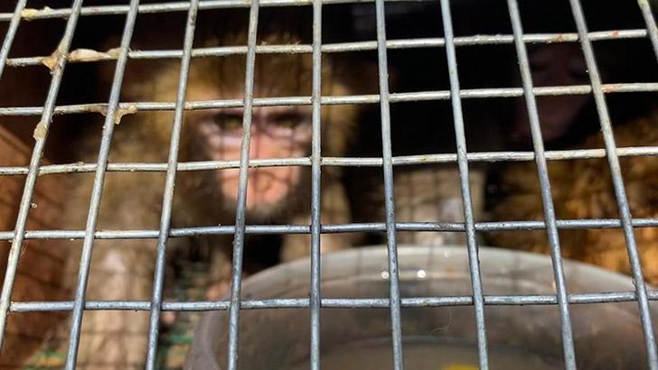 Sınır kapısında 3 makak maymunu ele geçirildi