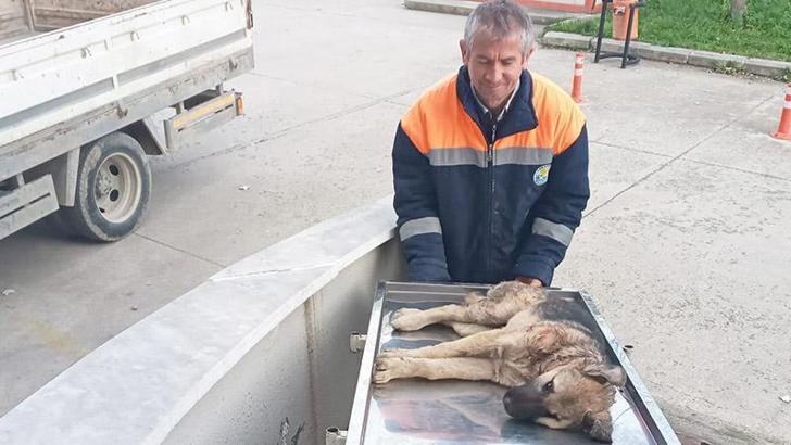 Belediye personeli, yaralı köpeği hastaneye yetiştirdi