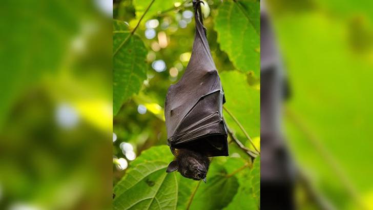 ABD’de bir öğretmen yarasa tarafından ısırıldıktan sonra hayatını kaybetti