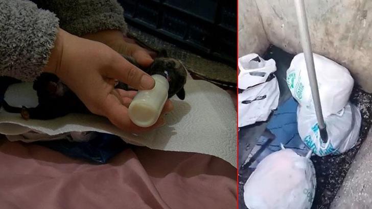 Sancaktepe’de ağzı bağlı poşette 4’ü ölü 11 yavru köpek bulundu
