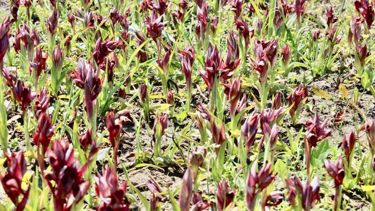 Doğadan salep bitkisi toplamanın cezası 387 bin lira