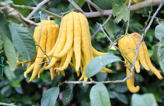 En ilginç narenciye türleri, bu bahçede yetişiyor; Buda'nın eli, havyar limonu